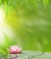 De lotus vertegenwoordigt zuiverheid in het boeddhisme.