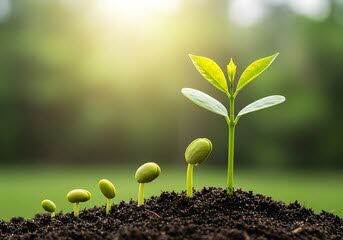 Een plant kan alleen afhankelijk van voorwaarden groeien.